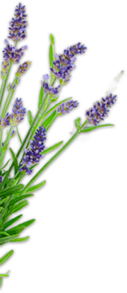 Sequim Lavender Gifts: Gift Shop - Purple Haze Lavender (Sequim, WA)