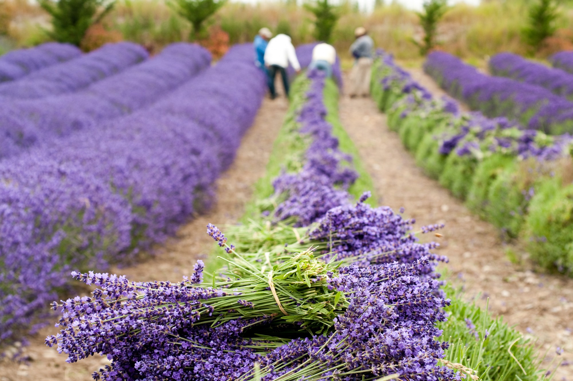 Lavender Farms Washington