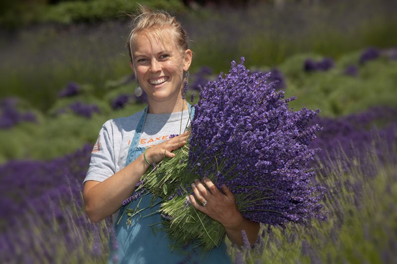 Harvesting Lavender