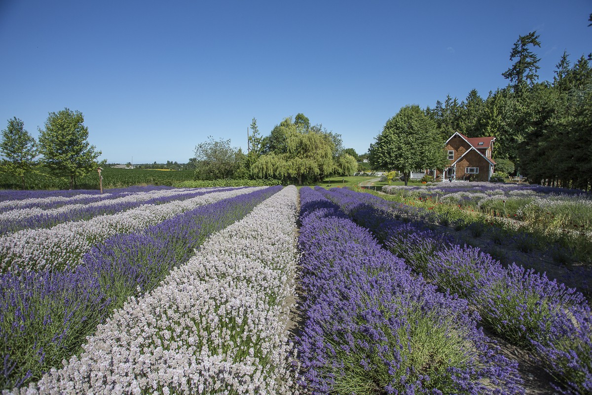 lavender farm tour