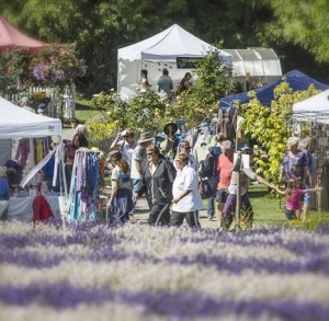 lavender festival