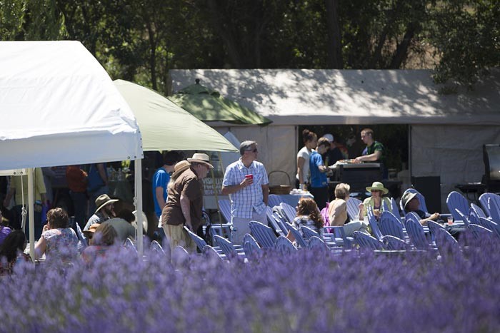 lavender festival