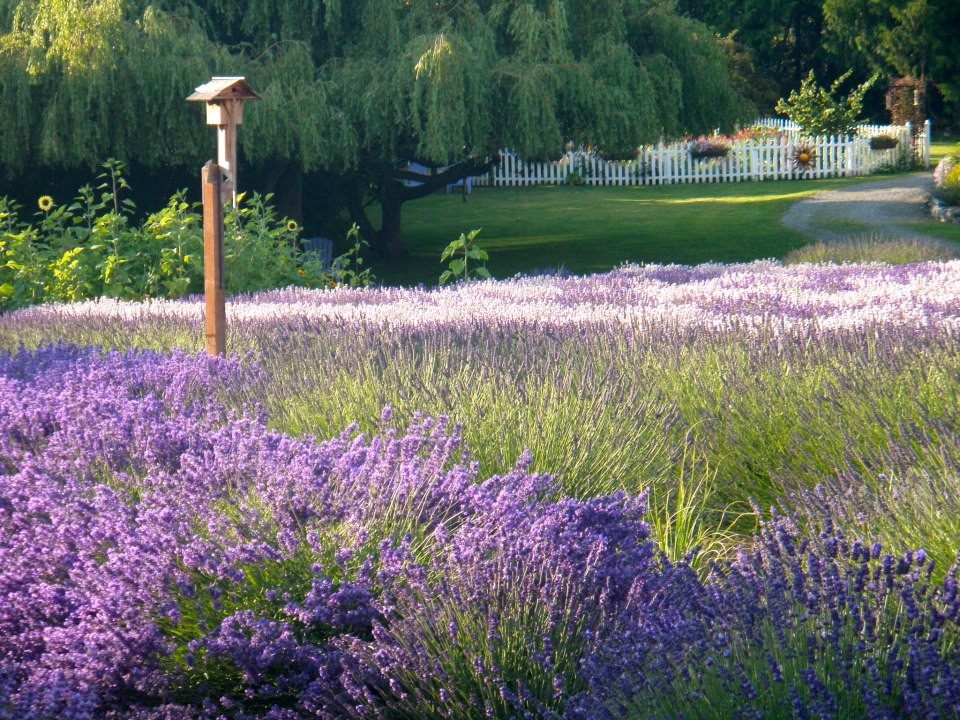 lavender field with birdhouse