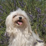 dog in lavender