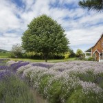 lavender farm vacation rental