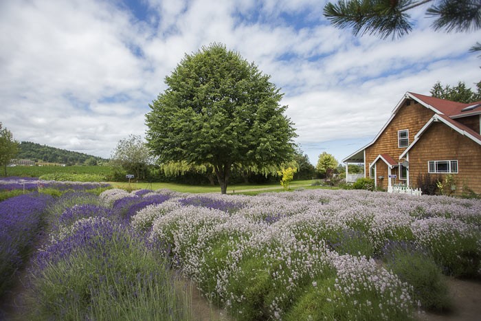 lavender farm vacation rental