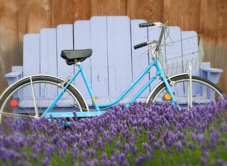 bike in lavender