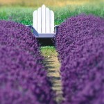Chair in Lavender