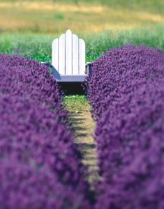 Chair in Lavender