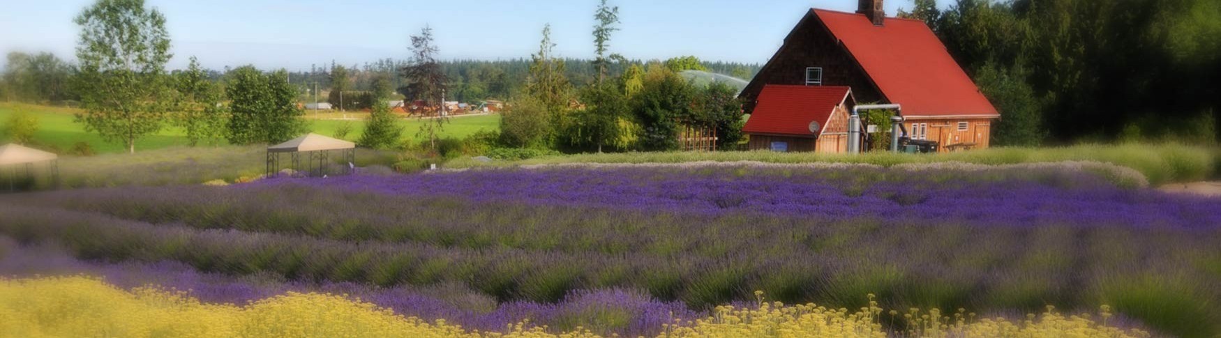 Purple Haze Lavender