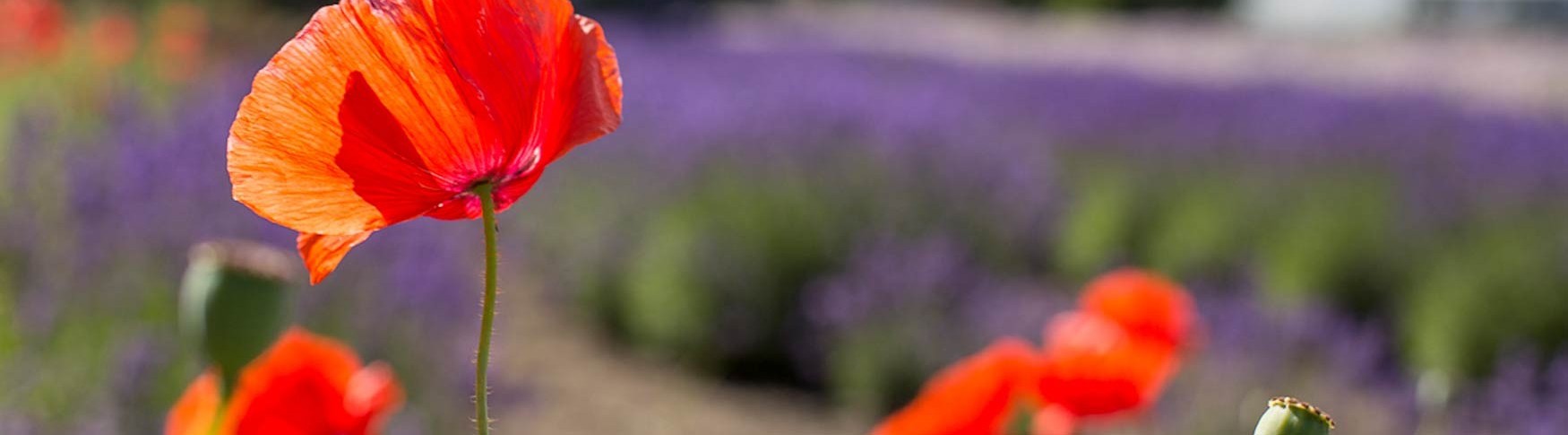 Purple Haze Lavender