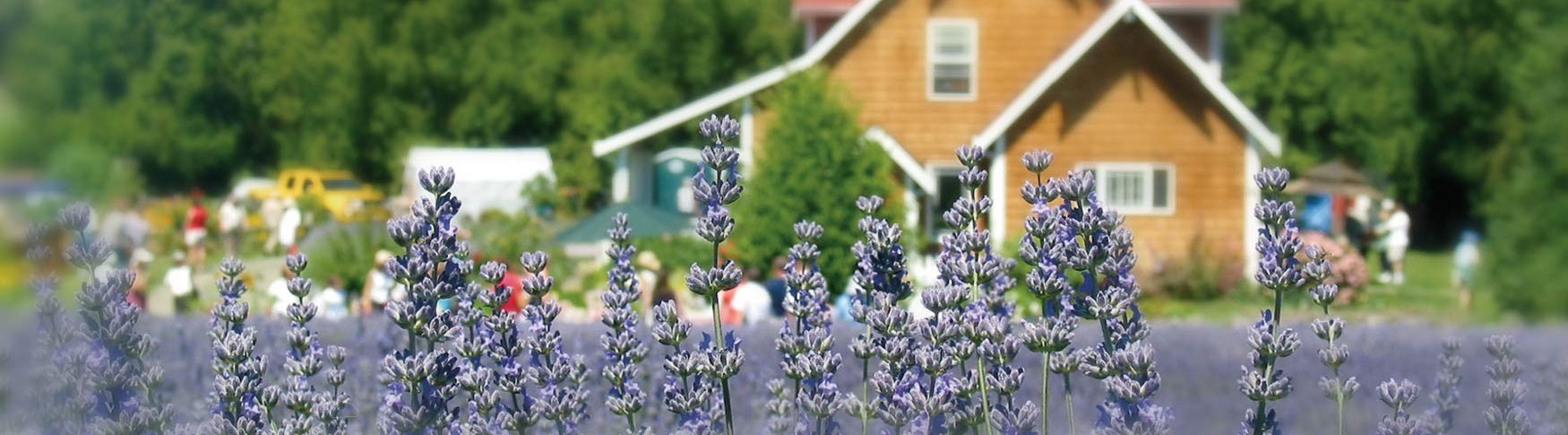 Purple Haze Lavender