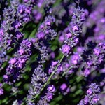 Culinary Lavender, Royal Velvet – Sunshine Herb & Lavender Farm