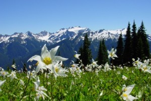 Olympic Mountains