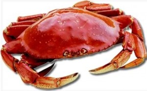 dungeness crab