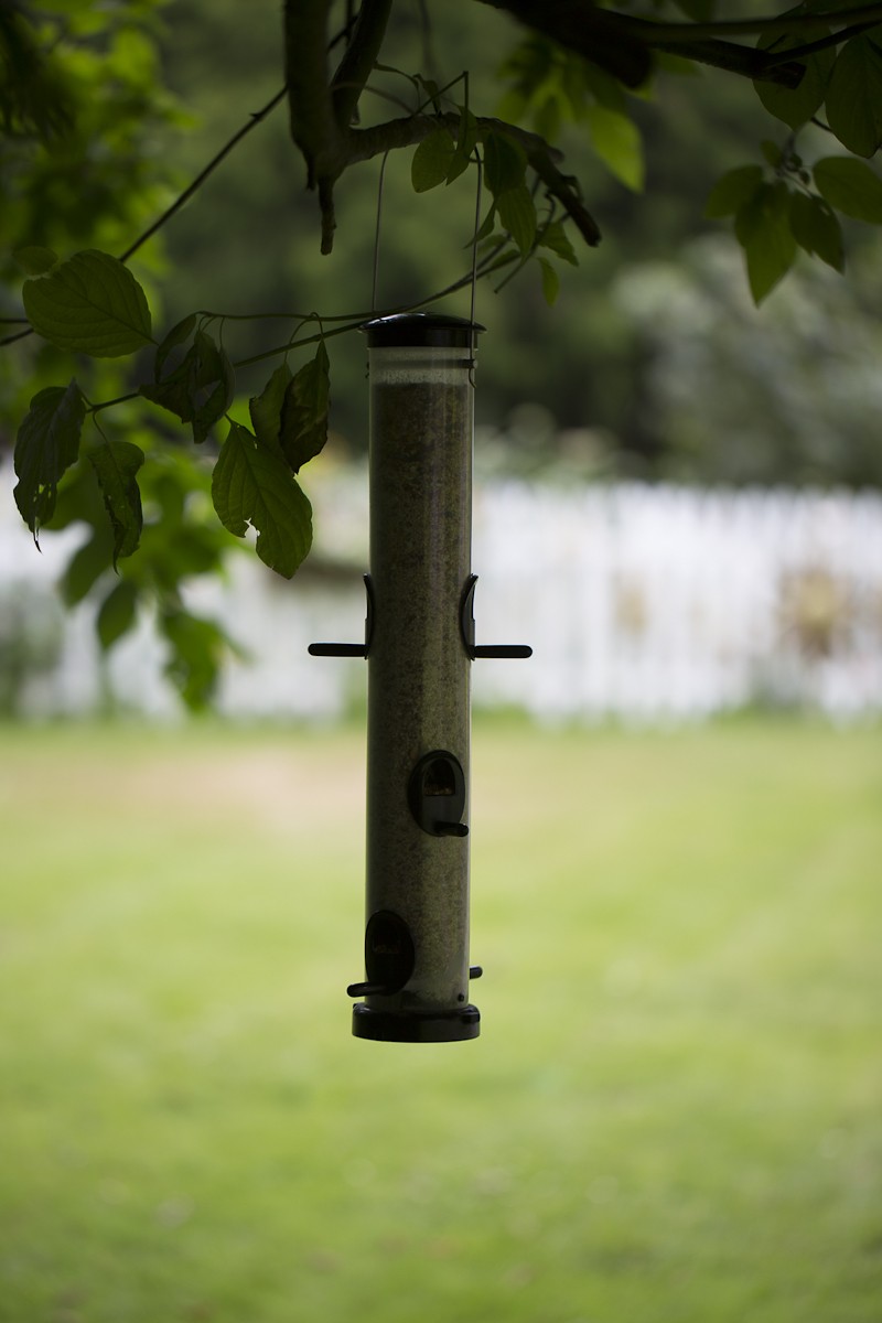 photo of bird feeder