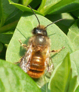 photo of bee