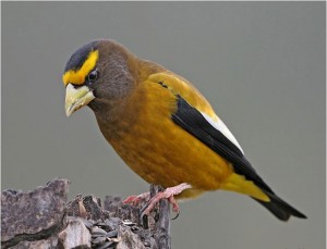 photo of bird